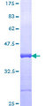 ANOS1 / Anosmin Protein - 12.5% SDS-PAGE Stained with Coomassie Blue.