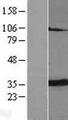 ANT2 / SLC25A5 Protein - Western validation with an anti-DDK antibody * L: Control HEK293 lysate R: Over-expression lysate