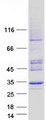 ANT2 / SLC25A5 Protein - Purified recombinant protein SLC25A5 was analyzed by SDS-PAGE gel and Coomassie Blue Staining