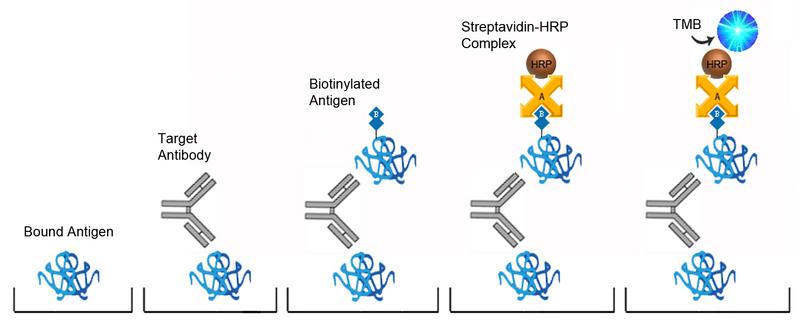 Anti 21-hydroxylase Antibody ELISA Kit - Sandwich BoundAntigen SampleAb AntigenBiotin AvidHRP TMB