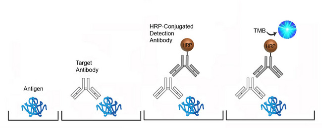 Anti-Adenovirus antibody (IgM) ELISA Kit - Direct ELISA Platform Overview