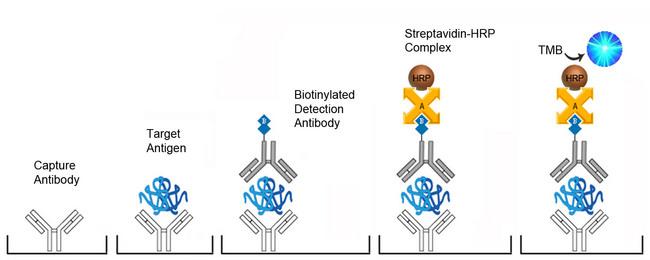 Anti-Cardiolipin antibody (IgG) ELISA Kit - Sandwich ELISA Platform Overview