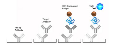 Human Anti-Chlamydia pneumoniae antibody (IgM) Qual ELISA Kit | LSBio