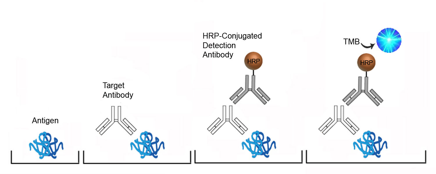 Anti-Echovirus antibody (IgG) ELISA Kit - Direct ELISA Platform Overview