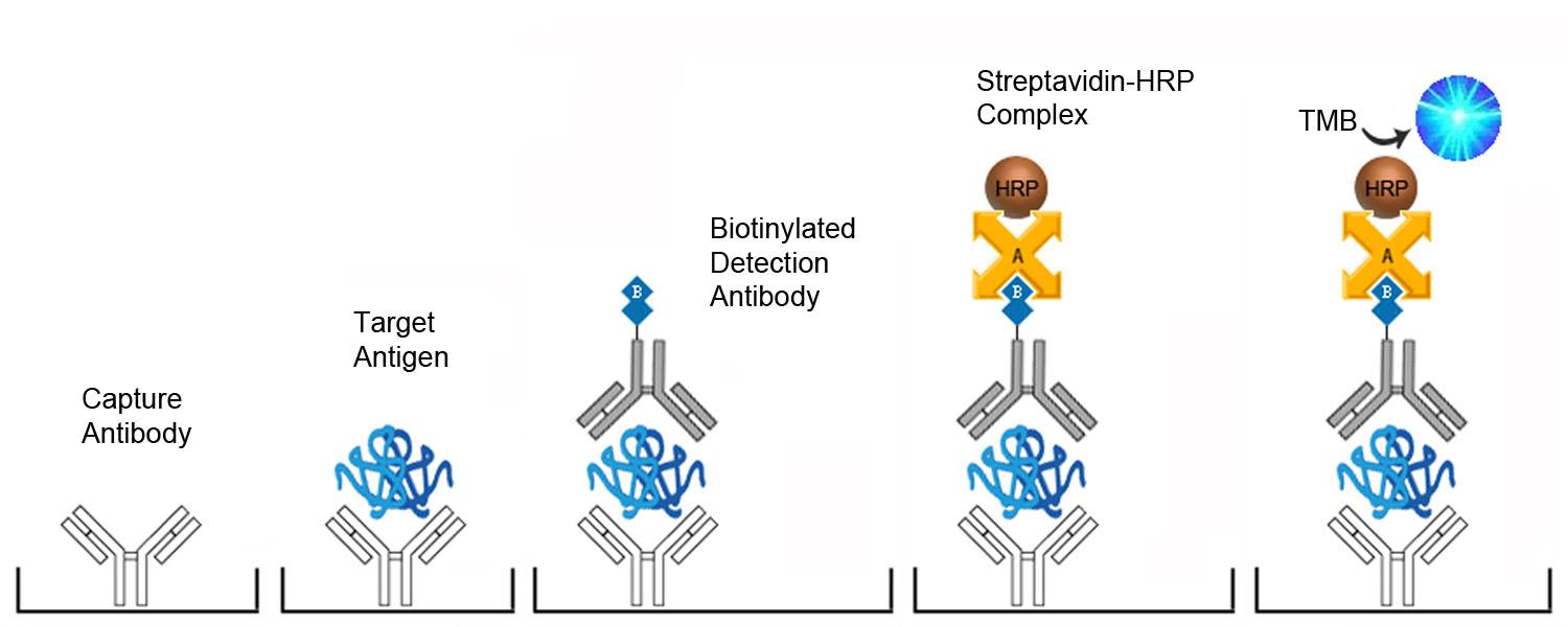 Anti-Granulocyte Macrophage Colony Stimulating Factor Antibody ELISA Kit - Sandwich ELISA Platform Overview
