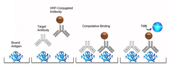 Anti-Hepatitis B virus E antibody ELISA Kit - Competition ELISA Platform Overview