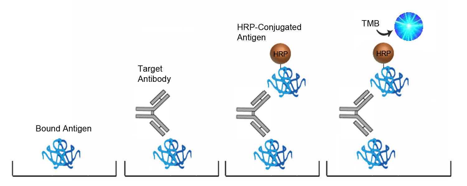 Anti-Hepatitis B virus surface antibody ELISA Kit - Competition ELISA Platform Overview