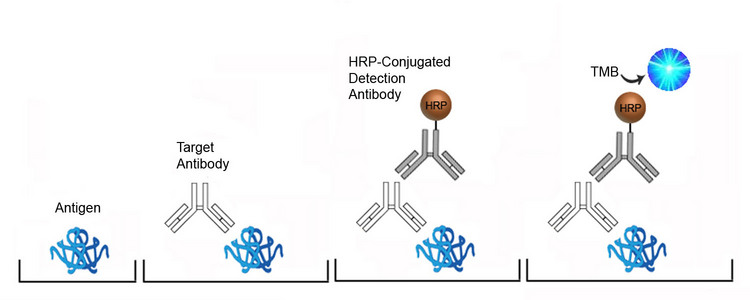 Human Anti-Measles virus antibody ( IgG) Qual ELISA Kit | Indirect | LSBio