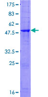 Antithrombin-III Protein - 12.5% SDS-PAGE of human SERPINC1 stained with Coomassie Blue