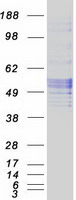 Antithrombin-III Protein - Purified recombinant protein SERPINC1 was analyzed by SDS-PAGE gel and Coomassie Blue Staining