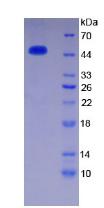 Antithrombin Protein - Recombinant Antithrombin By SDS-PAGE