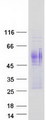 ANTXR1 / TEM8 Protein - Purified recombinant protein ANTXR1 was analyzed by SDS-PAGE gel and Coomassie Blue Staining