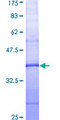 ANXA1 / Annexin A1 Protein - 12.5% SDS-PAGE Stained with Coomassie Blue.