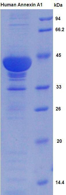 ANXA1 / Annexin A1 Protein - Recombinant Annexin A1 By SDS-PAGE