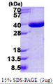 ANXA10 / Annexin A10 Protein
