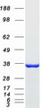 ANXA10 / Annexin A10 Protein - Purified recombinant protein ANXA10 was analyzed by SDS-PAGE gel and Coomassie Blue Staining