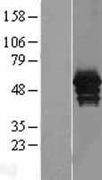 ANXA11 / Annexin XI Protein - Western validation with an anti-DDK antibody * L: Control HEK293 lysate R: Over-expression lysate
