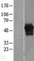 ANXA11 / Annexin XI Protein - Western validation with an anti-DDK antibody * L: Control HEK293 lysate R: Over-expression lysate