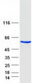 ANXA11 / Annexin XI Protein - Purified recombinant protein ANXA11 was analyzed by SDS-PAGE gel and Coomassie Blue Staining