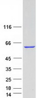 ANXA11 / Annexin XI Protein - Purified recombinant protein ANXA11 was analyzed by SDS-PAGE gel and Coomassie Blue Staining