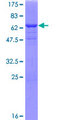 ANXA13 / Annexin XIII Protein - 12.5% SDS-PAGE of human ANXA13 stained with Coomassie Blue