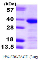 ANXA13 / Annexin XIII Protein