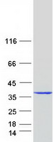 ANXA13 / Annexin XIII Protein - Purified recombinant protein ANXA13 was analyzed by SDS-PAGE gel and Coomassie Blue Staining