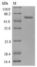 ANXA2 / Annexin A2 Protein - (Tris-Glycine gel) Discontinuous SDS-PAGE (reduced) with 5% enrichment gel and 15% separation gel.
