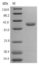 ANXA2 / Annexin A2 Protein - (Tris-Glycine gel) Discontinuous SDS-PAGE (reduced) with 5% enrichment gel and 15% separation gel.