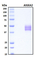 ANXA2 / Annexin A2 Protein - SDS-PAGE under reducing conditions and visualized by Coomassie blue staining