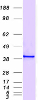 ANXA2 / Annexin A2 Protein - Purified recombinant protein ANXA2 was analyzed by SDS-PAGE gel and Coomassie Blue Staining