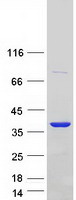 ANXA2 / Annexin A2 Protein - Purified recombinant protein ANXA2 was analyzed by SDS-PAGE gel and Coomassie Blue Staining