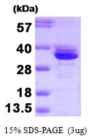 ANXA3 / Annexin A3 Protein