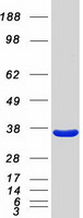 ANXA3 / Annexin A3 Protein - Purified recombinant protein ANXA3 was analyzed by SDS-PAGE gel and Coomassie Blue Staining