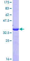 ANXA4 / Annexin IV Protein - 12.5% SDS-PAGE Stained with Coomassie Blue.