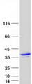 ANXA4 / Annexin IV Protein - Purified recombinant protein ANXA4 was analyzed by SDS-PAGE gel and Coomassie Blue Staining