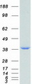 ANXA5 / Annexin V Protein - Purified recombinant protein ANXA5 was analyzed by SDS-PAGE gel and Coomassie Blue Staining