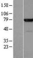 ANXA6/Annexin A6/Annexin VI Protein - Western validation with an anti-DDK antibody * L: Control HEK293 lysate R: Over-expression lysate
