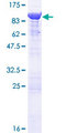 ANXA6/Annexin A6/Annexin VI Protein - 12.5% SDS-PAGE of human ANXA6 stained with Coomassie Blue