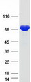 ANXA6/Annexin A6/Annexin VI Protein - Purified recombinant protein ANXA6 was analyzed by SDS-PAGE gel and Coomassie Blue Staining