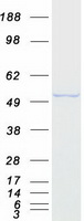 ANXA7 / Annexin VII / SNX Protein - Purified recombinant protein ANXA7 was analyzed by SDS-PAGE gel and Coomassie Blue Staining