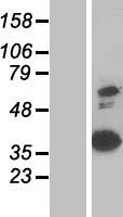 ANXA8 / Annexin A8 Protein - Western validation with an anti-DDK antibody * L: Control HEK293 lysate R: Over-expression lysate