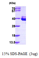 ANXA8 / Annexin A8 Protein