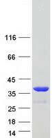 ANXA8 / Annexin A8 Protein - Purified recombinant protein ANXA8 was analyzed by SDS-PAGE gel and Coomassie Blue Staining