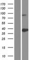 ANXA8L1 Protein - Western validation with an anti-DDK antibody * L: Control HEK293 lysate R: Over-expression lysate
