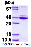 ANXA8L1 Protein