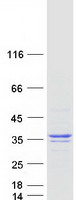 ANXA9 Protein - Purified recombinant protein ANXA9 was analyzed by SDS-PAGE gel and Coomassie Blue Staining