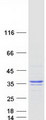 ANXA9 Protein - Purified recombinant protein ANXA9 was analyzed by SDS-PAGE gel and Coomassie Blue Staining