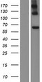 AOAH / Acyloxyacyl Hydrolase Protein - Western validation with an anti-DDK antibody * L: Control HEK293 lysate R: Over-expression lysate