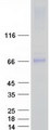 AOAH / Acyloxyacyl Hydrolase Protein - Purified recombinant protein AOAH was analyzed by SDS-PAGE gel and Coomassie Blue Staining